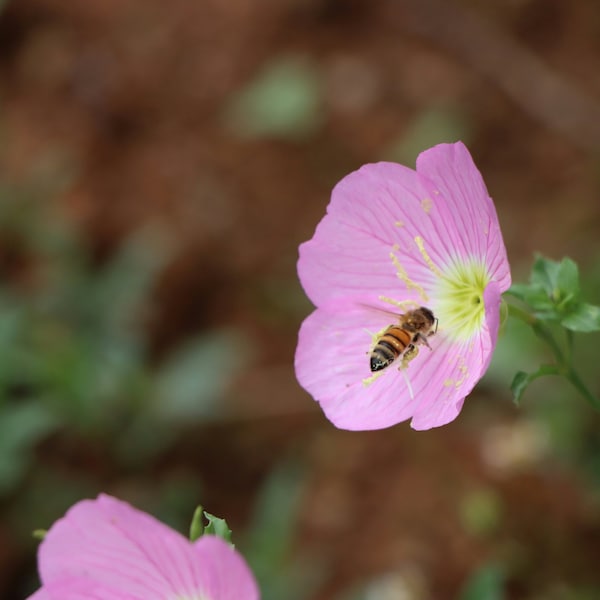 Showy Evening Primrose Seeds, Pinkladies Flowers, Native Wildflower Seed Packets, Perennial Flowers, Pollinator Garden Essential