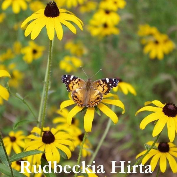 Black-Eyed Susan Seeds, Rudbeckia hirta, Native Wildflower Seed Packets, Pollinator Garden Flowers