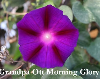 Morning Glory Seeds "Grandpa Ott" Purple Tropical Flowers, Annual Flower Seed Packets, Native Plants for Pollinators, Hummingbird Gardens