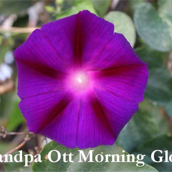 Landscaper s Bulk MORNING GLORY Pollinators HummingbirdsNon-GMO Seeds