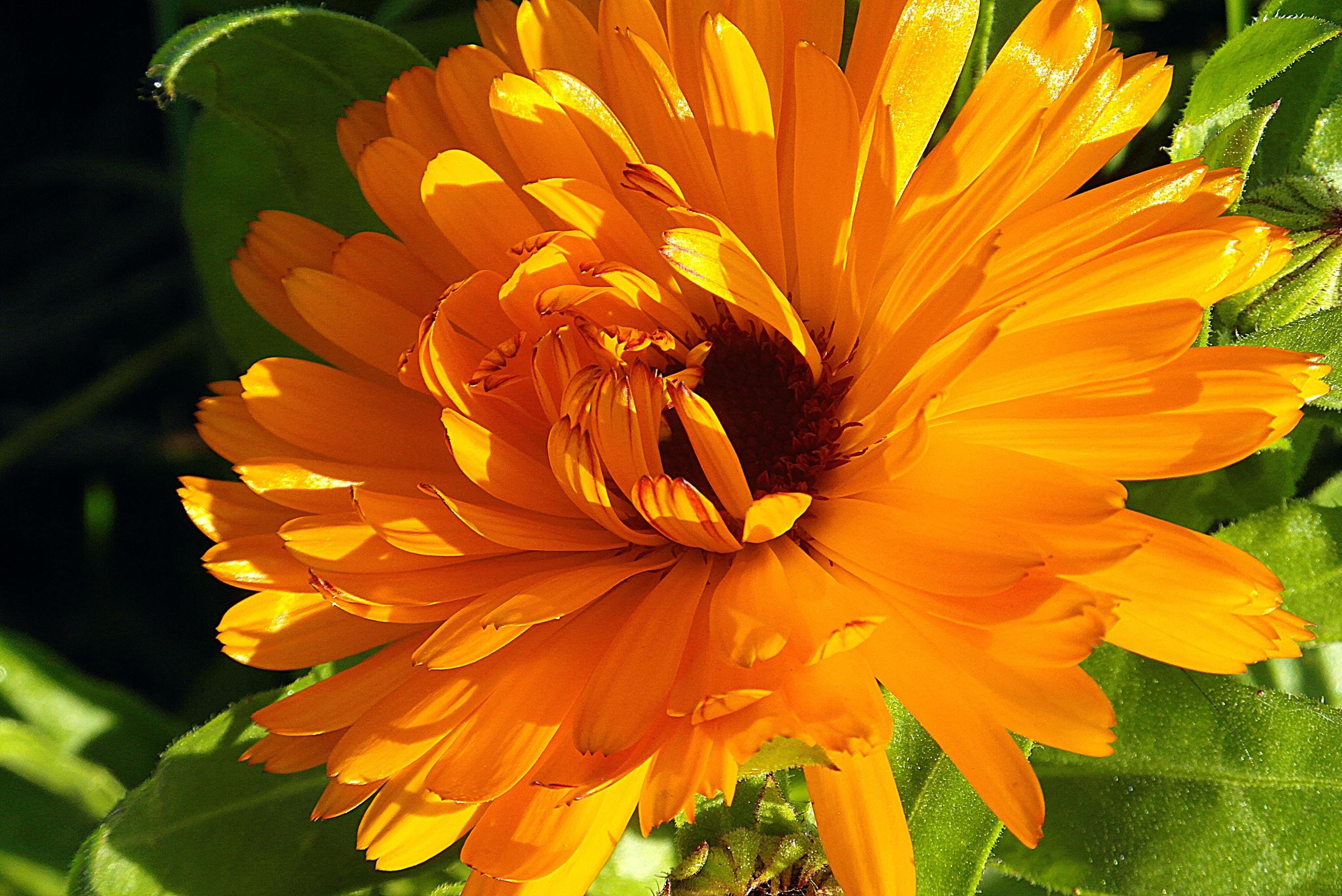 Calendula Seeds, Pot Marigold, Pollinator Plant, Cosmetic and Medicinal ...