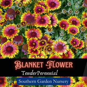Blanket Flower Seeds, Native Wildflower Seed Packets, Perennial Flower Seeds, Gaillardia aristata, Drought Tolerant Flowers