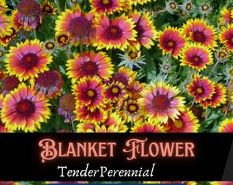 Blanket Flower Seeds: Gaillardia aristata, Drought-Tolerant Perennial Native Wildflowers, Heirloom Open-Pollinated, Native Flowers