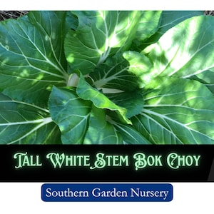 Bok Choy Seeds, Tall White Stem Pak Choy, Asian Greens, Asian Vegetable Seeds, Easy Grow Garden Greens