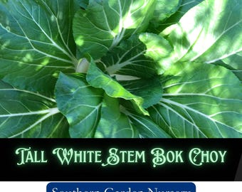 Tall White Stem Bok Choy Seeds: Pak Choi, Asian Cabbage, Open-Pollinated, Non-GMO Seeds