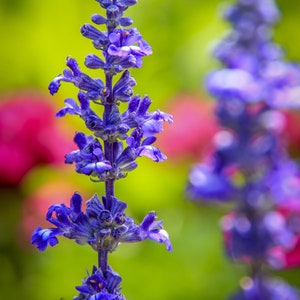 Blue Salvia Seeds, Blue Sage, Salvia farinacea, Native Wildflower Seed Packets, Perennial Flowers, Hummingbird Garden Essential image 4