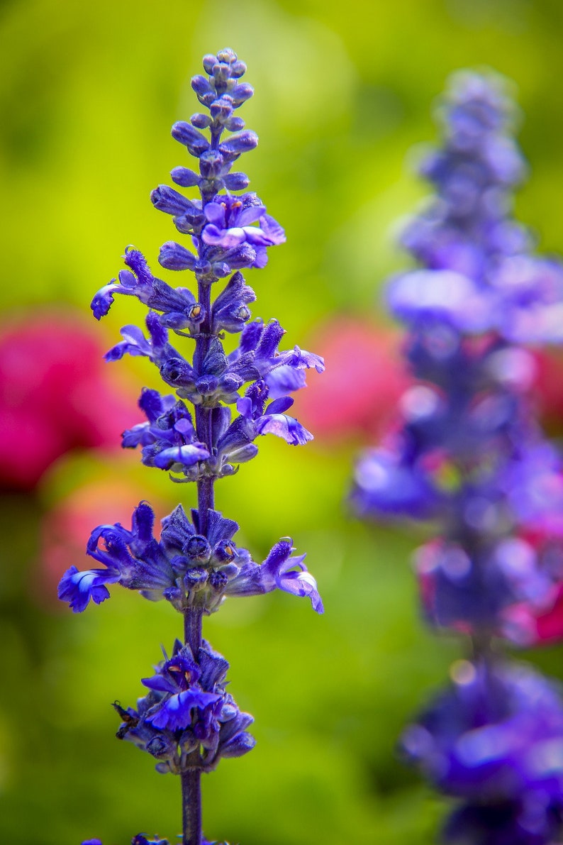 Blue Salvia Seeds, Blue Sage, Salvia farinacea, Native Wildflower Seed Packets, Perennial Flowers, Hummingbird Garden Essential afbeelding 4