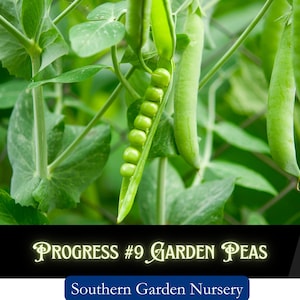 Progress #9 Garden Peas Seeds, Shelling Peas, Cool-Season Heirloom Vegetable Seed Packets