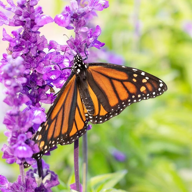 Blue Salvia Seeds, Blue Sage, Salvia farinacea, Native Wildflower Seed Packets, Perennial Flowers, Hummingbird Garden Essential afbeelding 2