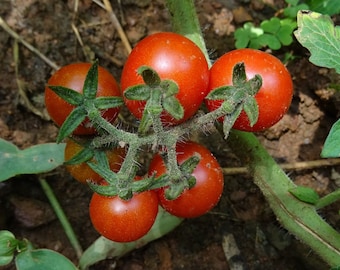 Cherry Tomato Seeds "Sweetie" Heirloom Tomato Seeds, Vegetable Seed Packets, Heat Resistant Tomatoes PLUS Free Companion Marigold Seeds