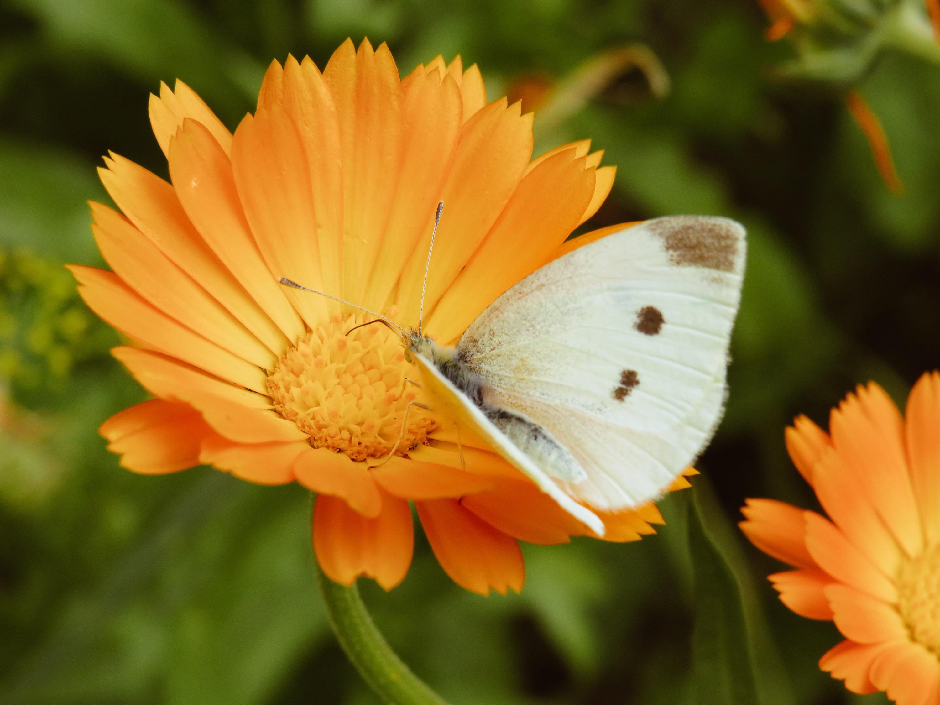 Calendula Seeds, Pot Marigold, Pollinator Plant, Cosmetic and Medicinal ...