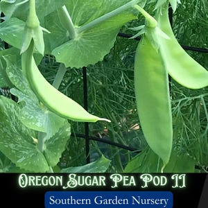 Oregon Sugar Pod Snow Peas II, Heirloom Snow Pea Seeds, Cool-Season Vegetable Seed Packets