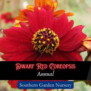 Dwarf Red Coreopsis Seeds, Pollinator Plant Seed Packets, Native Prairie Wildflower Seeds, Drought Tolerant Flower Seeds Packets