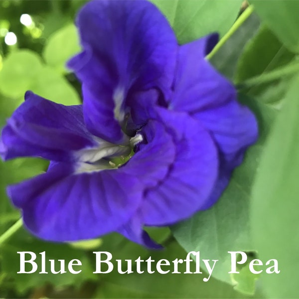 Blue Butterfly Pea 30 Seeds, Climbing Flowering Vine, Clitoria ternatea, Tropical Flower Seeds, Perennial Flower Seeds