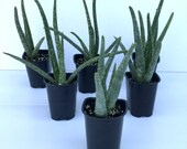 Aloe Vera Plant, Free Shipping, Burn Plant, Aloe barbadensis, Easy Care Succulent Kitchen Must-Have, Easy Care, Great Starter Plant
