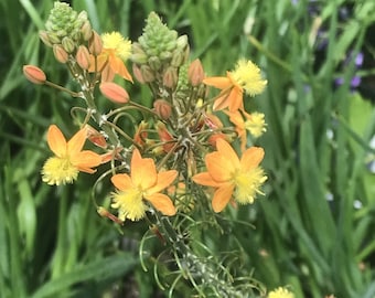 3 Bulbine Flowering Succulent Plants, Pollinator Garden, Easy to Grow Landscape Perennial Flowers