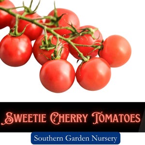 Sweetie Cherry Tomato Seeds: Heirloom, Heat Resistant, High Brix