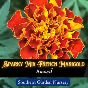 Sparky Mix French Marigold Seeds: Heirloom Pollinator Garden