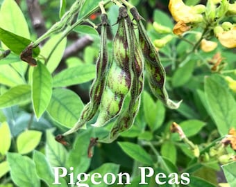 Pigeon Pea Seeds, Cajanus cajun, Southern Permaculture Plant Seeds, Survival Garden Staple, Perennial Vegetable Seed Packets