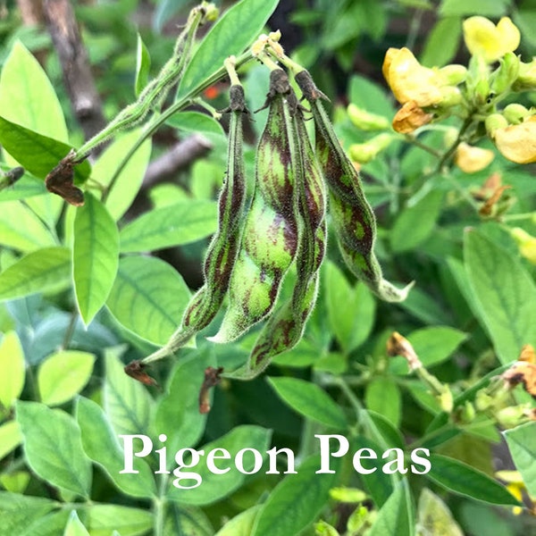 Pigeon Pea Seeds, Cajanus cajun, Southern Permaculture Plant Seeds, Survival Garden Staple, Perennial Vegetable Seed Packets