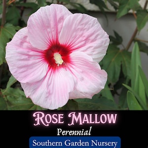 Rose Mallow Hibiscus Seeds: Hardy Hibiscus, Perennial Wildflower Seeds