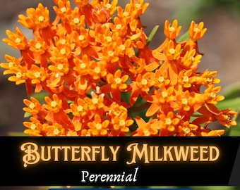 Butterfly Milkweed Seeds: Native Wildflower, Monarch Garden