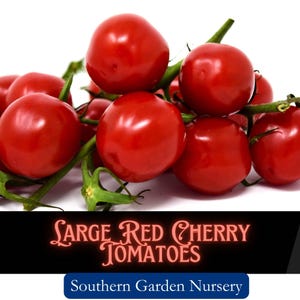 Large Red Cherry Tomato Seeds, Heirloom Tomato Seeds, Vegetable Seed Packets, Easy-to-Grow and Heat Resistant