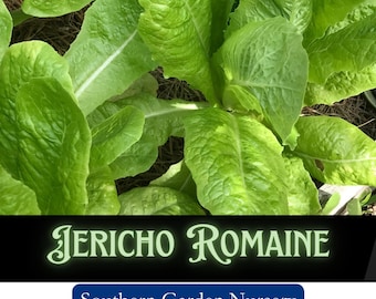 Jericho Romaine Lettuce Seeds, Heat Tolerant, Heirloom Non-GMO