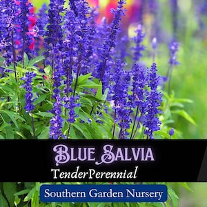 Perennial Blue Salvia Seeds, Blue Sage, Salvia farinacea, Native Wildflower Seed Packets, Hummingbird Garden Essential