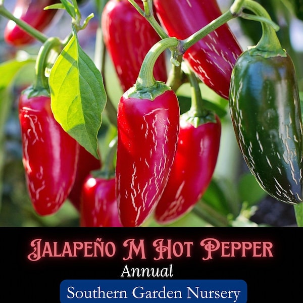 Jalapeño M Pepper Seeds: Medium Heat, Heirloom Vegetable, Easy Grow, Non-GMO Vegetable