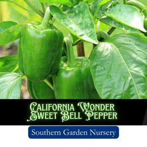 California Wonder Bell Pepper Seeds: Heirloom Vegetable, Easy Grow