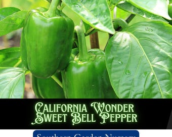 California Wonder Bell Pepper Seeds: Heirloom Vegetable, Easy Grow, Non-GMO Vegetable Seed