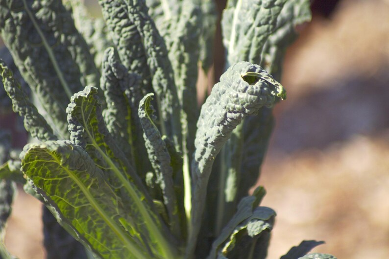 Southern Garden Lacinato Kale Seeds - Thumbnail 4