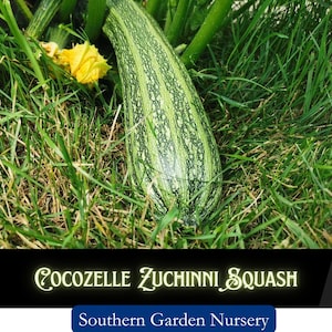 Cocozelle Zucchini Squash Seeds: Heat Tolerant Heirloom Vegetable