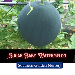 Sugar Baby Watermelon Seeds, Personal Watermelon, Icebox Watermelon, Super Sweet Heat Tolerant Mini Melon Seeds