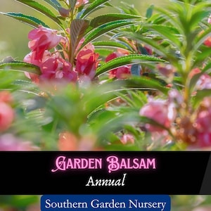 plants seeds for sale Virginia Tobacco Seed (Tabacum species) main image 0