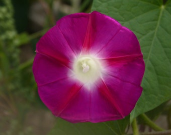 Morning Glory Seeds "Scarlet O'Hara" Pink Tropical Flowers, Annual Flower Seed Packets, Native Plants for Pollinators, Hummingbird Gardens