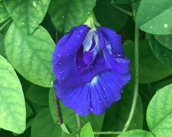 Two (2) Blue Butterfly Pea Vine Live Seedlings, Asian Pigeon Wings, Clitoria ternatea, Edible Flowers, Tropical Garden