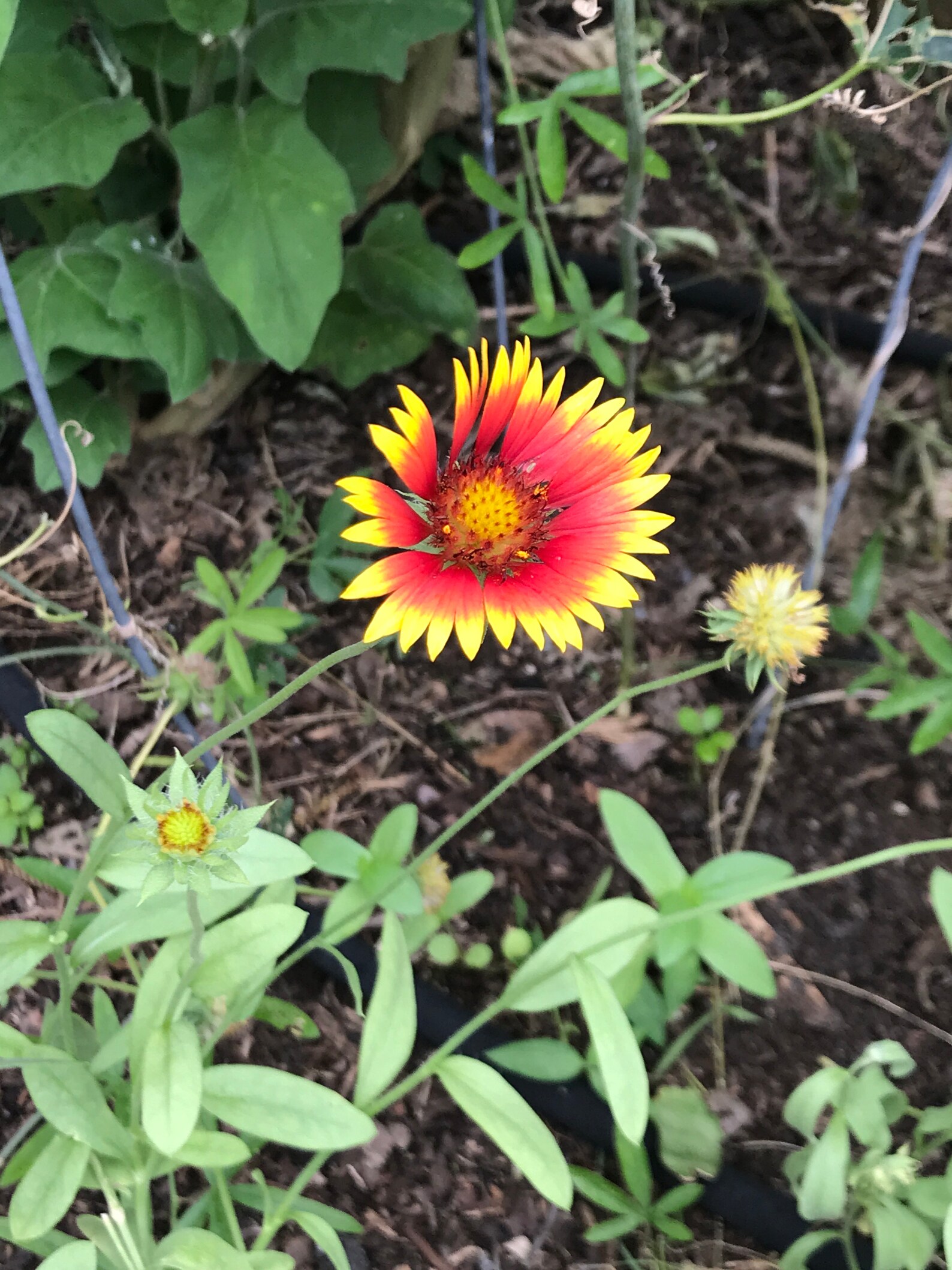 Blanket Flower Seeds Free Shipping Pollinator Plant Etsy