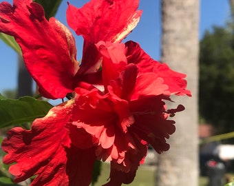 2 Red Tropical Hibiscus Starter Plants, Tropical Flowers, Tropical Houseplants, Tropical Landscape