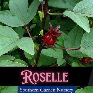 Roselle Seeds: Heirloom Edible Hibiscus, Florida Cranberry, Jamaican Sorrel, Caribbean Vegetable Garden Seeds