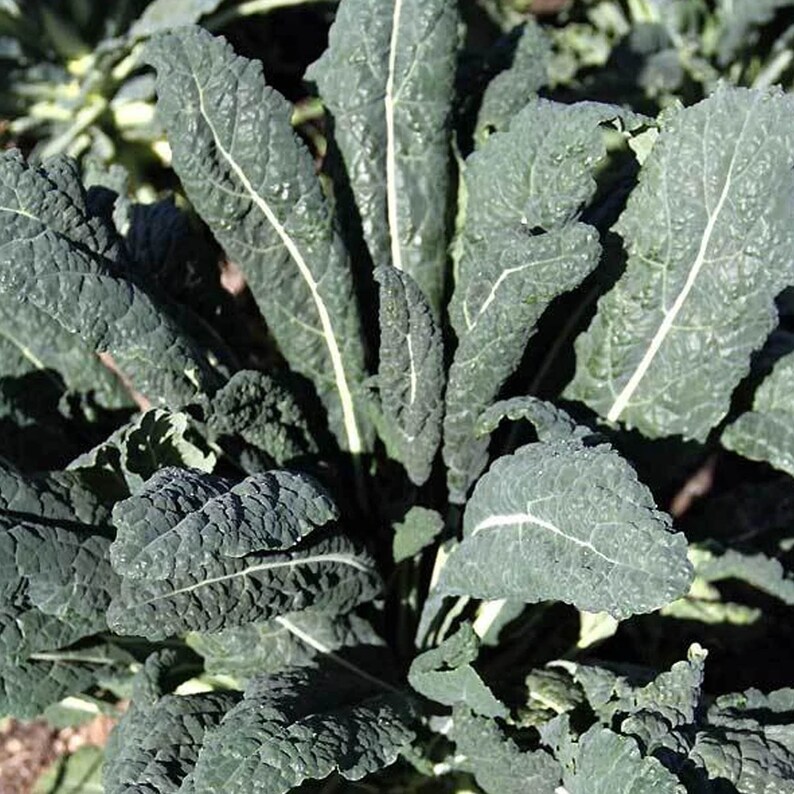 Southern Garden Lacinato Kale Seeds - Thumbnail 2