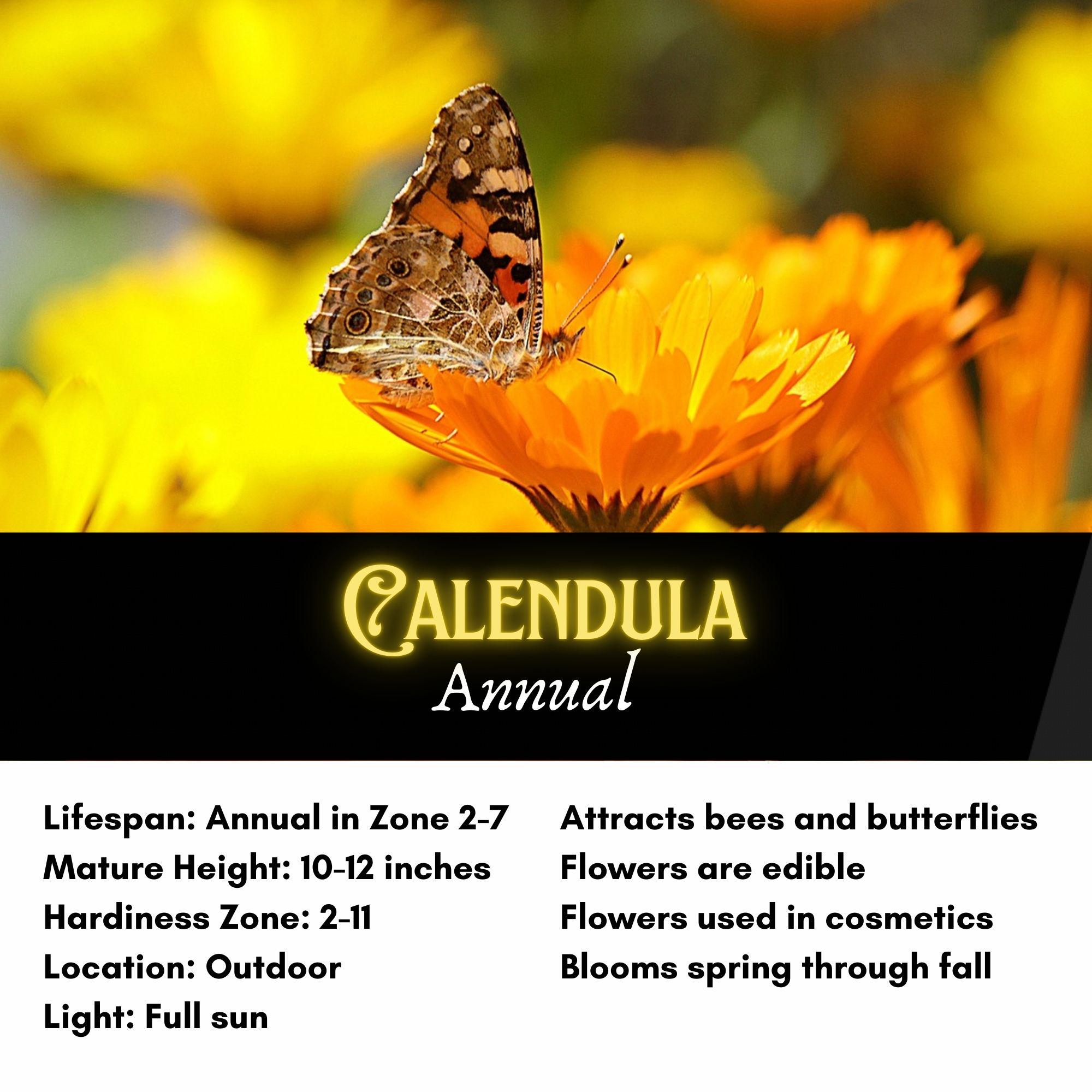 Calendula Seeds, Pot Marigold, Pollinator Plant, Cosmetic and Medicinal ...