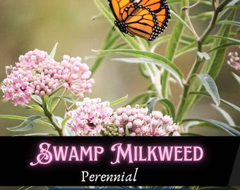 Swamp Milkweed Seeds: Pink Wildflower for Monarch Butterfly Garden