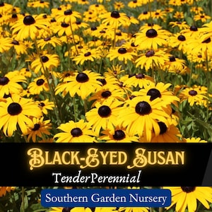Black-Eyed Susan Seeds, Rudbeckia hirta, Native Wildflower Seed Packets, Pollinator Garden Flowers