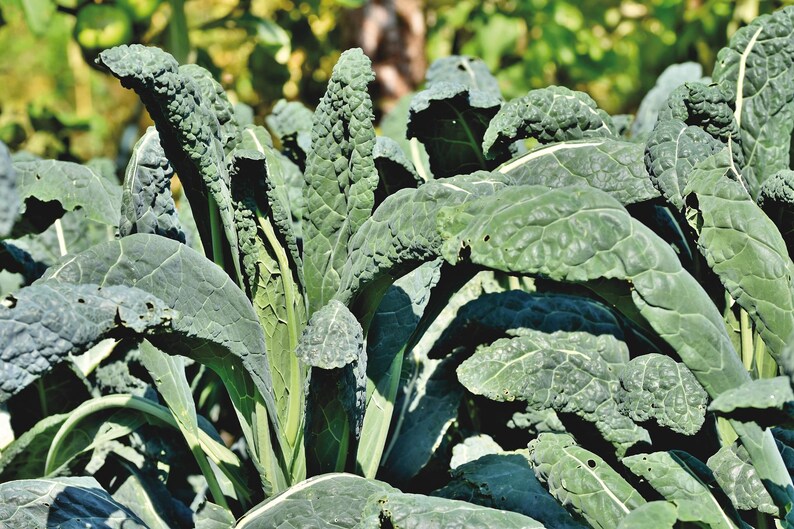 Southern Garden Lacinato Kale Seeds - Thumbnail 3