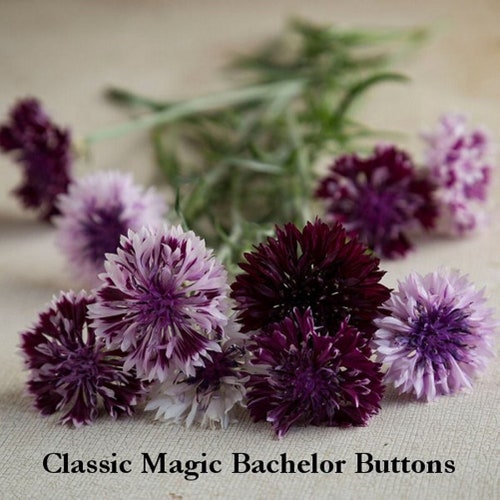 Bachelor's Buttons Seeds "Classic Magic" Goth Garden, Annual Flower Seed Packets, Edible Flower Seeds, Pollinator Garden