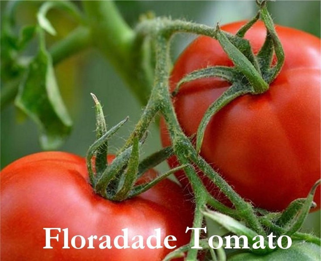 Floradade Tomato Seeds Free Shipping Plus Free Companion Etsy