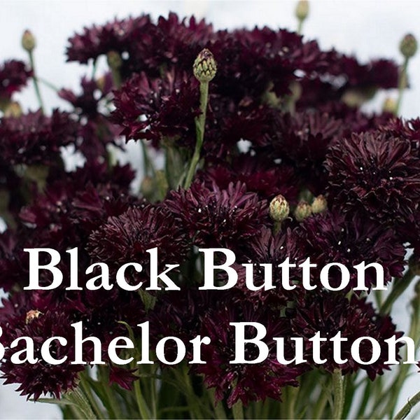 Bachelor's Buttons Seeds "Black Button", Goth Garden, Black Flower Seed Packets, Cornflower, Pollinator Garden
