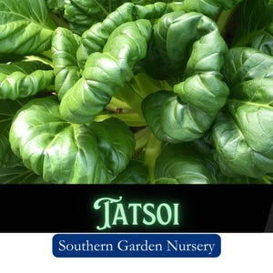 Tatsoi Asian Cabbage Seeds, Asian Vegetable Seeds, Cabbage Seed Packets, Easy to Grow Asian Greens